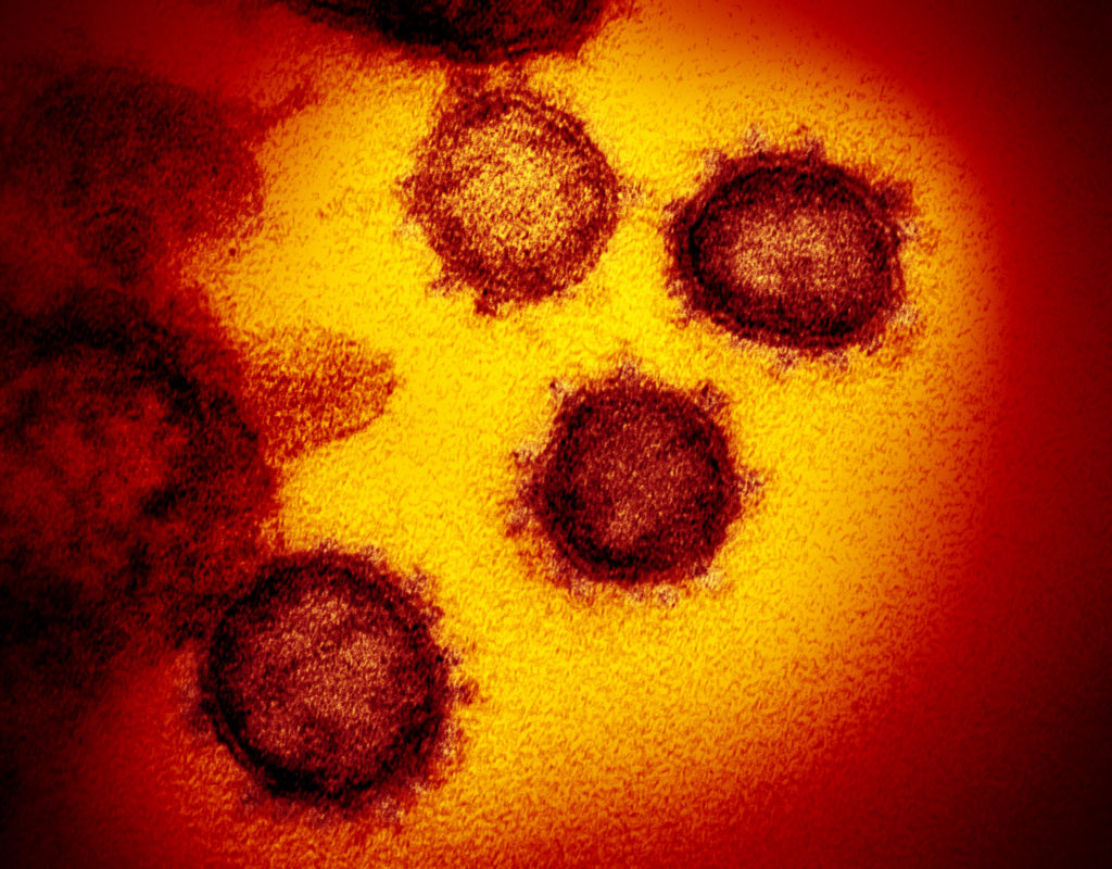 Types of Coronavirus Explained