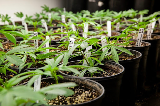 Cannabis Grower Certification