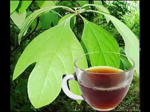 Health Benefits Of Sassafras Tea